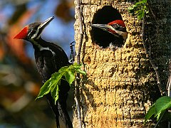 Pileated Woodpeckers
